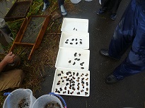 貝の移植の写真2